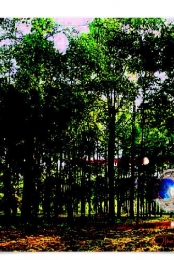 VisitorsInForest