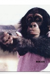Chimp Puzzle